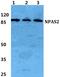 Neuronal PAS domain-containing protein 2 antibody, PA5-75540, Invitrogen Antibodies, Western Blot image 