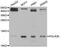 RNA Polymerase III Subunit K antibody, abx004958, Abbexa, Western Blot image 
