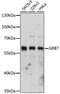 Growth factor receptor-bound protein 7 antibody, GTX33229, GeneTex, Western Blot image 