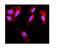 DExD/H-Box Helicase 58 antibody, A00244-2, Boster Biological Technology, Immunofluorescence image 