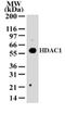INSM Transcriptional Repressor 1 antibody, NB100-56340, Novus Biologicals, Western Blot image 