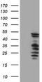 SERPINB2 antibody, LS-B11110, Lifespan Biosciences, Western Blot image 