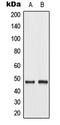 Jun Proto-Oncogene, AP-1 Transcription Factor Subunit antibody, LS-C354025, Lifespan Biosciences, Western Blot image 