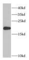 Peptidyl-TRNA Hydrolase 2 antibody, FNab06951, FineTest, Western Blot image 