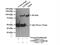 Prolyl 3-Hydroxylase 3 antibody, 16023-1-AP, Proteintech Group, Immunoprecipitation image 