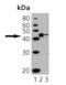 CD40 Molecule antibody, GTX13545, GeneTex, Western Blot image 