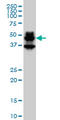 PBX Homeobox 1 antibody, LS-C133363, Lifespan Biosciences, Western Blot image 