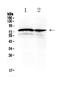 Dishevelled Segment Polarity Protein 1 antibody, PA5-79176, Invitrogen Antibodies, Western Blot image 