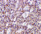 Toll Like Receptor 2 antibody, 3135, ProSci Inc, Western Blot image 