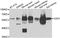 Cerberus 1, DAN Family BMP Antagonist antibody, A06475-1, Boster Biological Technology, Western Blot image 