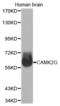 Calcium/Calmodulin Dependent Protein Kinase II Gamma antibody, abx002317, Abbexa, Western Blot image 
