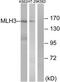 DNA mismatch repair protein Mlh3 antibody, TA315357, Origene, Western Blot image 