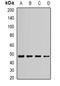 Eukaryotic Translation Elongation Factor 1 Alpha 1 antibody, orb340717, Biorbyt, Western Blot image 