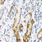 N(Alpha)-Acetyltransferase 60, NatF Catalytic Subunit antibody, 22-906, ProSci, Immunohistochemistry paraffin image 