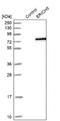 Glutamate Rich 5 antibody, NBP1-93788, Novus Biologicals, Western Blot image 