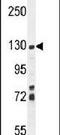 Zinc Finger SWIM-Type Containing 6 antibody, PA5-24130, Invitrogen Antibodies, Western Blot image 