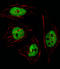 SPIN antibody, LS-C159799, Lifespan Biosciences, Immunofluorescence image 