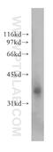 Exostosin Like Glycosyltransferase 2 antibody, 12828-1-AP, Proteintech Group, Western Blot image 