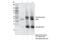 Isocitrate dehydrogenase [NADP], mitochondrial antibody, 56439S, Cell Signaling Technology, Immunoprecipitation image 