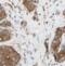 Mesoderm Specific Transcript antibody, FNab05133, FineTest, Immunohistochemistry frozen image 