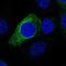 Proline Rich 11 antibody, NBP2-56123, Novus Biologicals, Immunocytochemistry image 