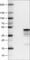 MCL1 Apoptosis Regulator, BCL2 Family Member antibody, AMAb90859, Atlas Antibodies, Western Blot image 