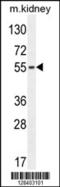 F-Box Protein 39 antibody, 55-294, ProSci, Western Blot image 