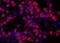 HMGN1 antibody, IHC-00670, Bethyl Labs, Immunofluorescence image 