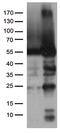 Catalase antibody, TA502564, Origene, Western Blot image 