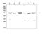 Glycoprotein 2 antibody, A06630-1, Boster Biological Technology, Western Blot image 