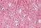 Thy-1 Cell Surface Antigen antibody, GTX88569, GeneTex, Immunohistochemistry paraffin image 