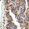 Zinc Finger Protein 774 antibody, orb78263, Biorbyt, Immunohistochemistry paraffin image 