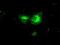 Protein Phosphatase 5 Catalytic Subunit antibody, TA500597, Origene, Immunofluorescence image 