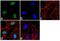 Forkhead Box N3 antibody, 711585, Invitrogen Antibodies, Immunofluorescence image 