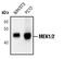 Mitogen-Activated Protein Kinase Kinase 1 antibody, MA5-15135, Invitrogen Antibodies, Western Blot image 