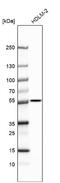 Chromosome 12 Open Reading Frame 66 antibody, NBP2-30447, Novus Biologicals, Western Blot image 