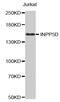 Inositol Polyphosphate-5-Phosphatase D antibody, MBS126043, MyBioSource, Western Blot image 