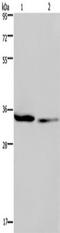 STA antibody, TA349933, Origene, Western Blot image 