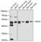 BCL2 Associated Athanogene 5 antibody, GTX65944, GeneTex, Western Blot image 