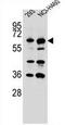 63 kDa membrane protein antibody, AP50934PU-N, Origene, Western Blot image 