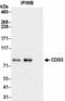 Conserved oligomeric Golgi complex subunit 3 antibody, NBP2-36540, Novus Biologicals, Immunoprecipitation image 