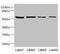 EDIL3 antibody, LS-C675683, Lifespan Biosciences, Western Blot image 