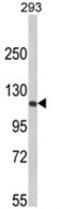 RB Transcriptional Corepressor 1 antibody, AP18176PU-N, Origene, Western Blot image 