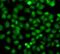 Phosphatidylinositol-4-phosphate 5-kinase type-1 alpha antibody, FNab06463, FineTest, Immunofluorescence image 
