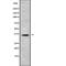 Putative olfactory receptor 56B2 antibody, abx218084, Abbexa, Western Blot image 