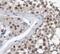 Glycogen Synthase Kinase 3 Beta antibody, FNab03674, FineTest, Immunohistochemistry frozen image 