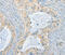 Cholinergic Receptor Nicotinic Alpha 2 Subunit antibody, MBS2517462, MyBioSource, Immunohistochemistry frozen image 