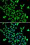 Aspartoacylase antibody, orb373589, Biorbyt, Immunofluorescence image 