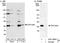 Casein kinase II subunit beta antibody, A301-984A, Bethyl Labs, Immunoprecipitation image 