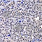 Core histone macro-H2A.1 antibody, A7045, ABclonal Technology, Immunohistochemistry paraffin image 